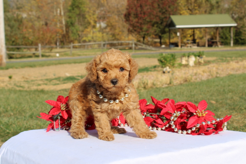 puppy, for, sale, Miniature Poodle, Matthew B. Stoltzfus, dog, breeder, Gap, PA, dog-breeder, puppy-for-sale, forsale, nearby, find, puppyfind, locator, puppylocator, aca